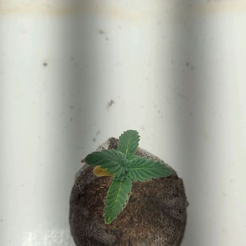 Gorilla Glue #2 growlog timeline photo