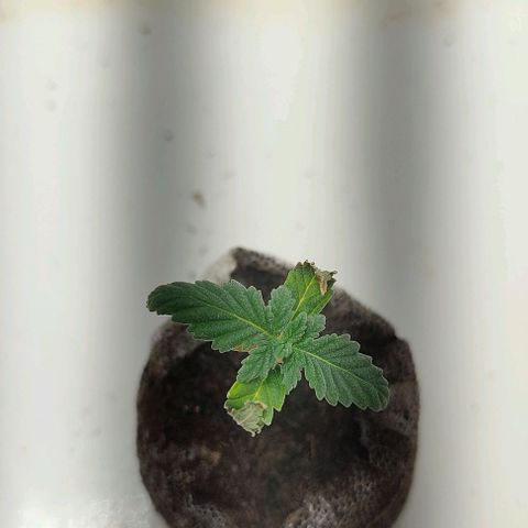 Gorilla Glue #2 growlog timeline photo