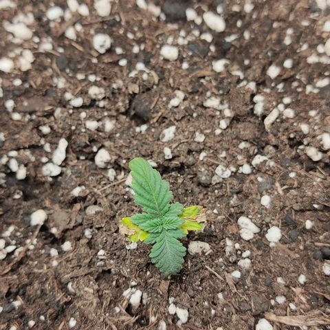 Gorilla Glue #2 growlog timeline photo