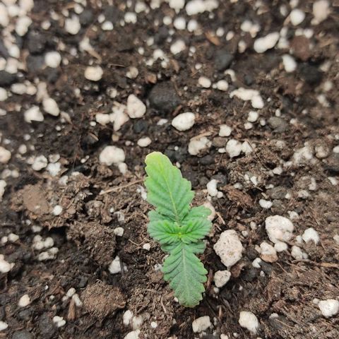 Gorilla Glue #2 growlog timeline photo