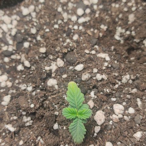 Gorilla Glue #2 growlog timeline photo
