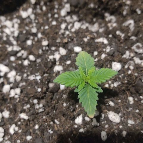 Gorilla Glue #2 growlog timeline photo
