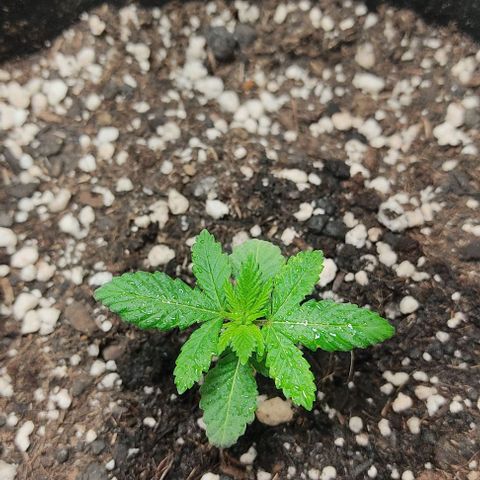 Gorilla Glue #2 growlog timeline photo