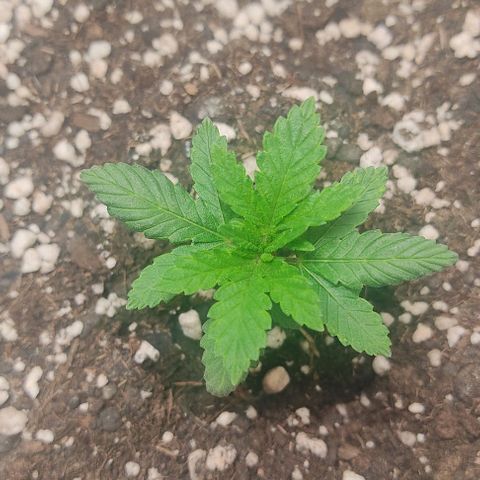 Gorilla Glue #2 growlog timeline photo