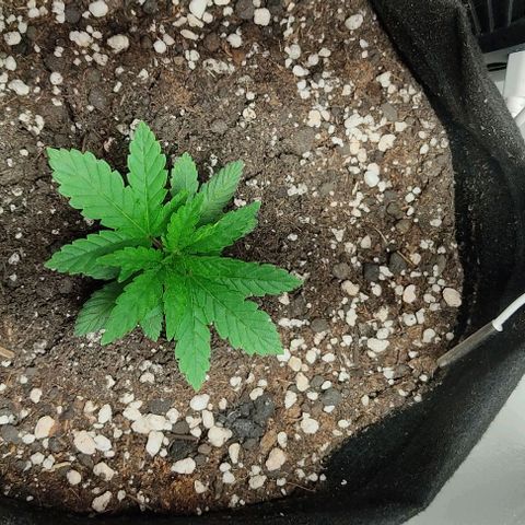 Gorilla Glue #2 growlog timeline photo