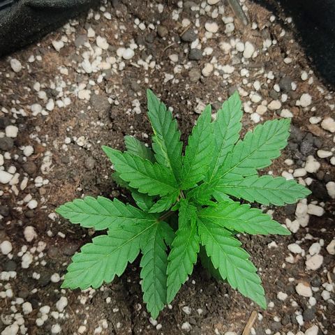 Gorilla Glue #2 growlog timeline photo