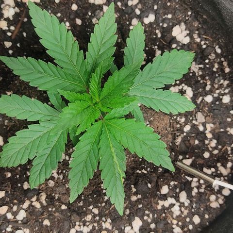Gorilla Glue #2 growlog timeline photo