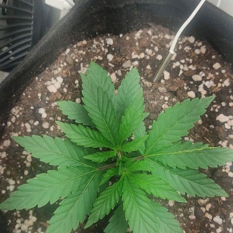 Gorilla Glue #2 growlog timeline photo