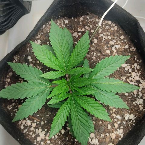 Gorilla Glue #2 growlog timeline photo
