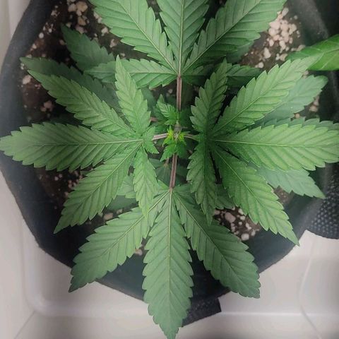 Gorilla Glue #2 growlog timeline photo