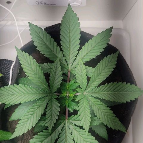 Gorilla Glue #2 growlog photo: A
