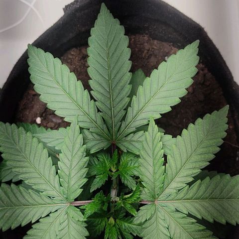 Gorilla Glue #2 growlog timeline photo