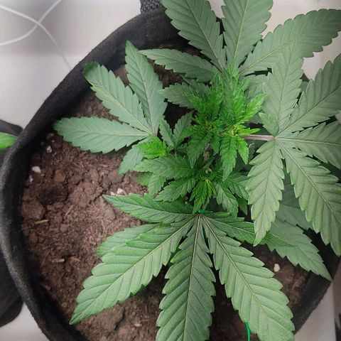 Gorilla Glue #2 growlog timeline photo