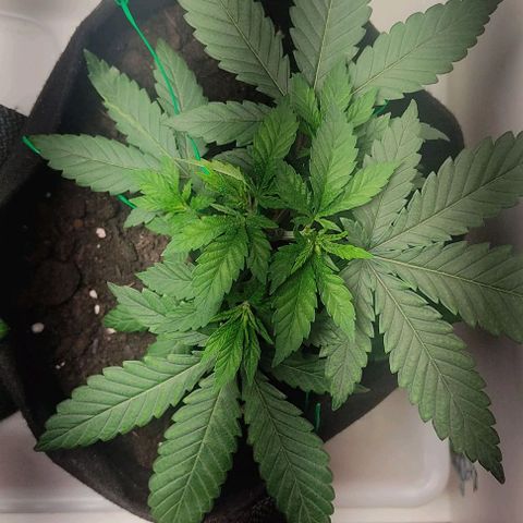 Gorilla Glue #2 growlog timeline photo