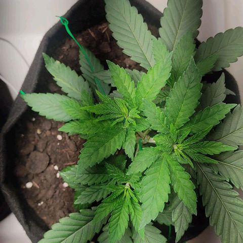 Gorilla Glue #2 growlog timeline photo