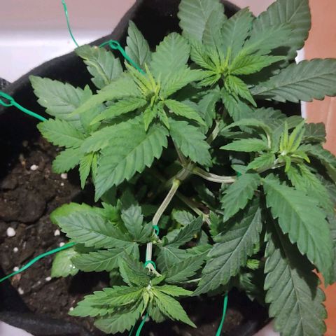 Gorilla Glue #2 growlog timeline photo