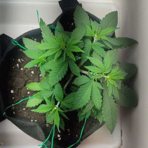 Gorilla Glue #2 growlog timeline photo