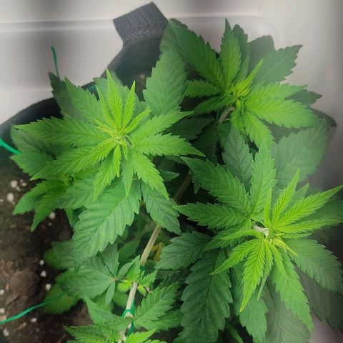 Gorilla Glue #2 growlog timeline photo