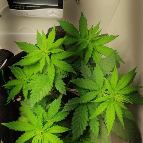 Gorilla Glue #2 growlog timeline photo