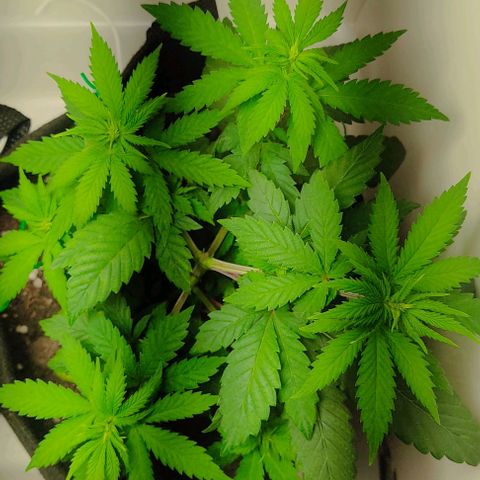 Gorilla Glue #2 growlog timeline photo