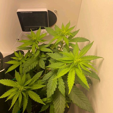 Gorilla Glue #2 growlog timeline photo