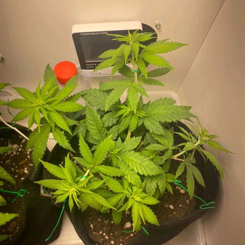 Gorilla Glue #2 growlog timeline photo