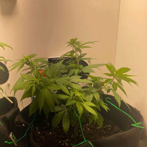Gorilla Glue #2 growlog timeline photo
