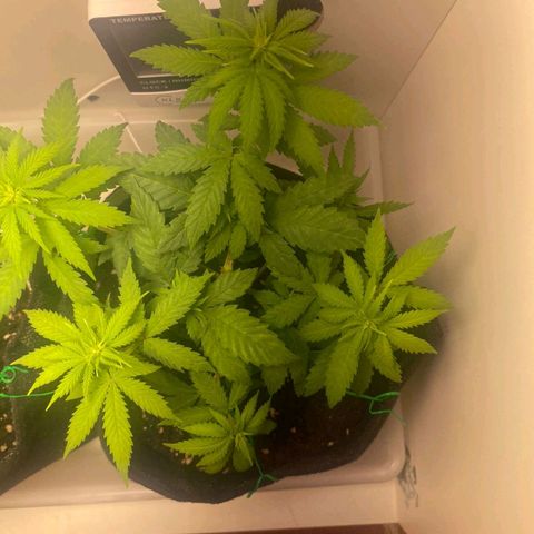 Gorilla Glue #2 growlog timeline photo