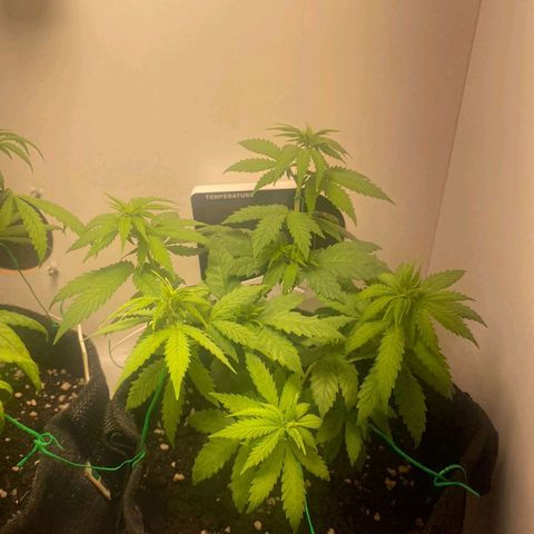 Gorilla Glue #2 growlog timeline photo