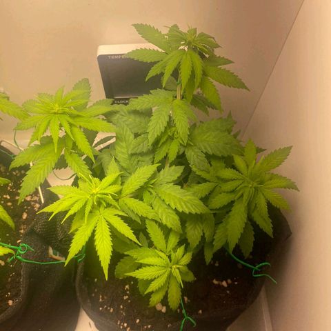 Gorilla Glue #2 growlog timeline photo