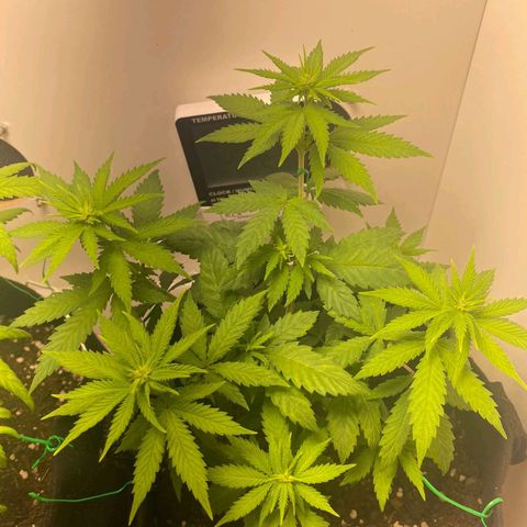 Gorilla Glue #2 growlog timeline photo