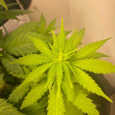 Gorilla Glue #2 growlog timeline photo