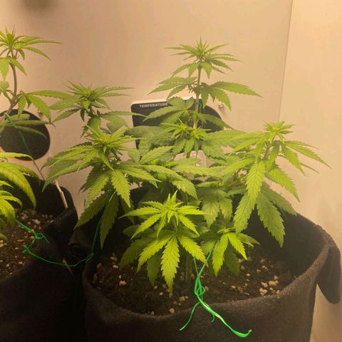 Gorilla Glue #2 growlog timeline photo