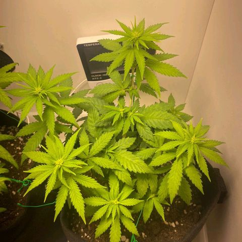 Gorilla Glue #2 growlog timeline photo