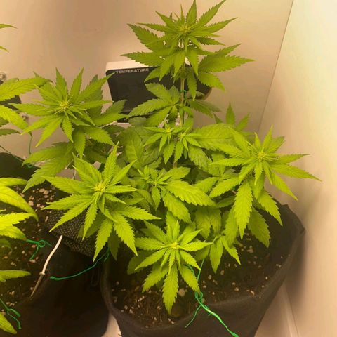 Gorilla Glue #2 growlog timeline photo