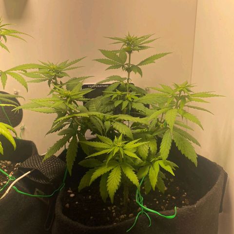 Gorilla Glue #2 growlog timeline photo