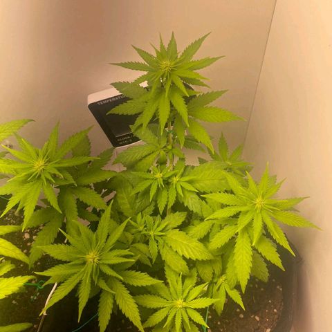 Gorilla Glue #2 growlog timeline photo