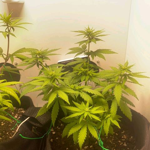 Gorilla Glue #2 growlog timeline photo