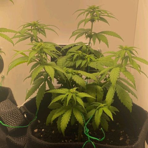 Gorilla Glue #2 growlog timeline photo
