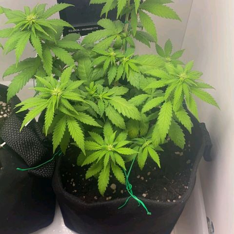 Gorilla Glue #2 growlog timeline photo