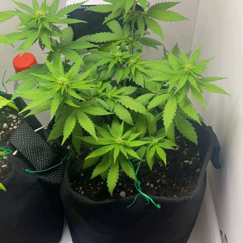 Gorilla Glue #2 growlog timeline photo