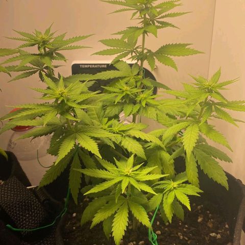 Gorilla Glue #2 growlog timeline photo