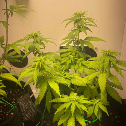 Gorilla Glue #2 growlog timeline photo