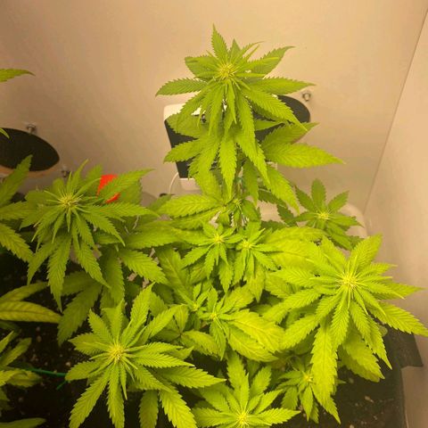 Gorilla Glue #2 growlog timeline photo