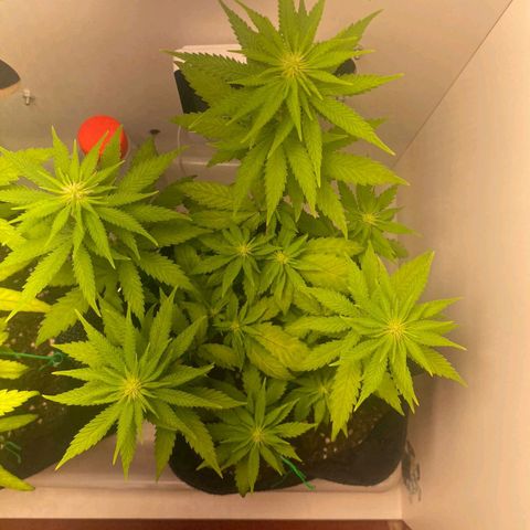 Gorilla Glue #2 growlog timeline photo