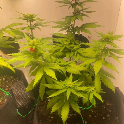 Gorilla Glue #2 growlog timeline photo