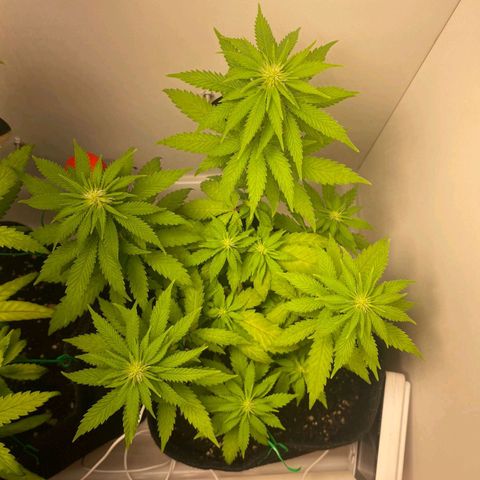 Gorilla Glue #2 growlog timeline photo
