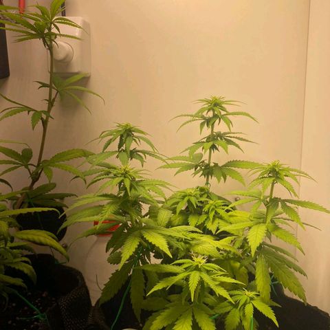 Gorilla Glue #2 growlog timeline photo