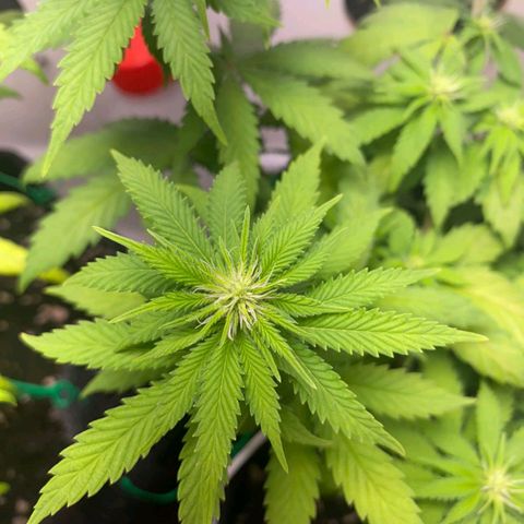 Gorilla Glue #2 growlog timeline photo