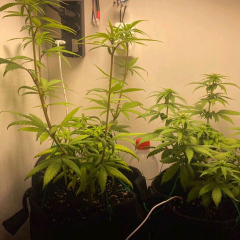 Gorilla Glue #2 growlog timeline photo